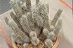Hoodia gordonii – Cactus para perder peso